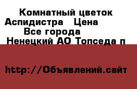 Комнатный цветок Аспидистра › Цена ­ 150 - Все города  »    . Ненецкий АО,Топседа п.